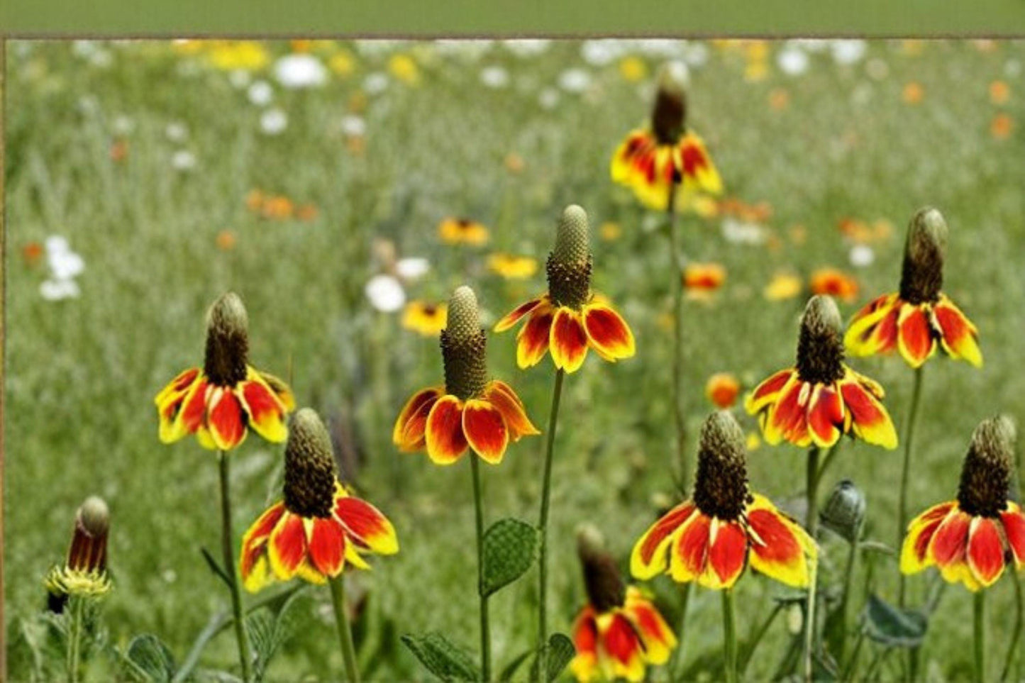 100 mg Mexican Hat Seeds (Ratibida columnifera) – Colorful Native Wildflower for Pollinator Gardens