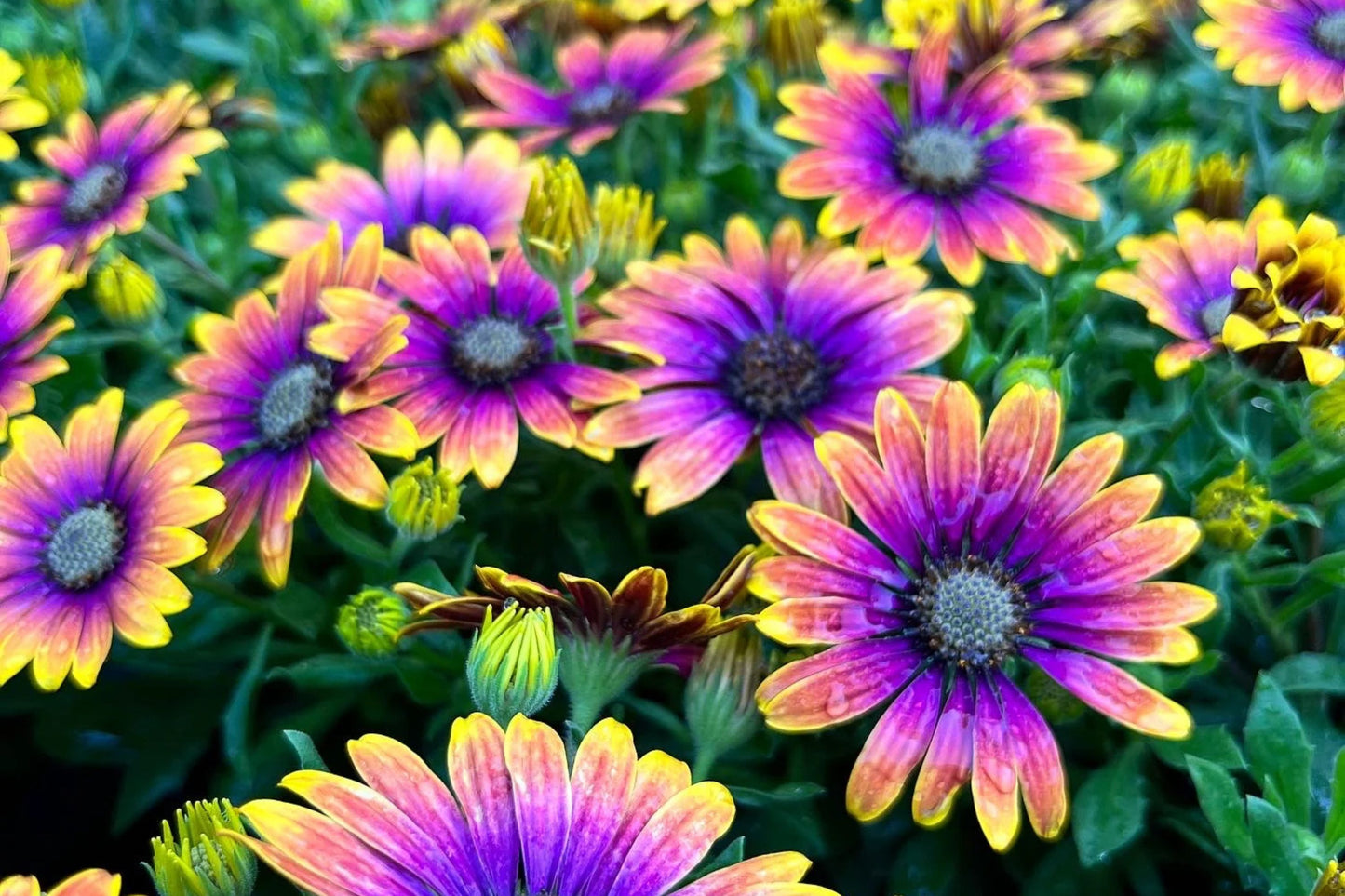 Purple & Yellow Cape Daisy Seeds - 200+ Osteospermum Seeds - USA Grown - - Bicolor Blooms - Drought Tolerant - Butterfly Garden