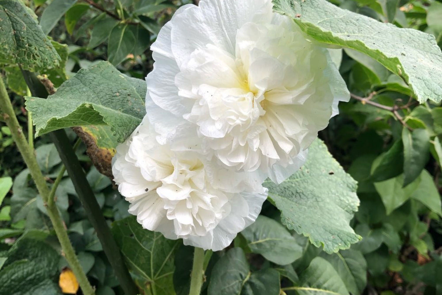 Chaters Double White Hollyhock Seeds, Alcea rosea, 4-6 Feet Tall, Fully Double White Blooms, Attracts Pollinators, USDA Zones 3-8, Non-GMO