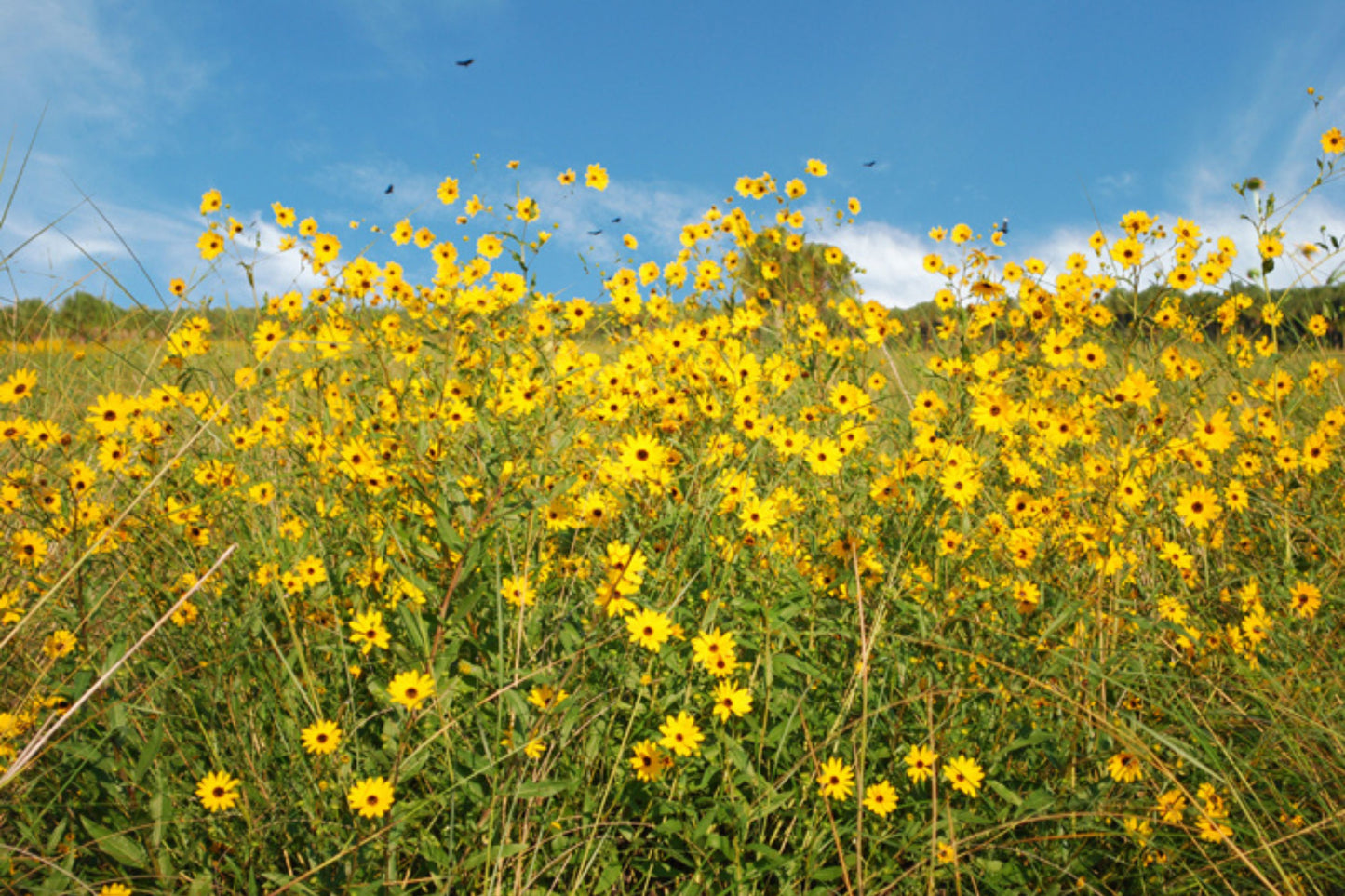 200 Seeds Helianthus Angustifolius | Narrowleaf Swamp Sunflower | Bright Yellow Blooms | Pollinator Native Perennial for Wetlands & Gardens