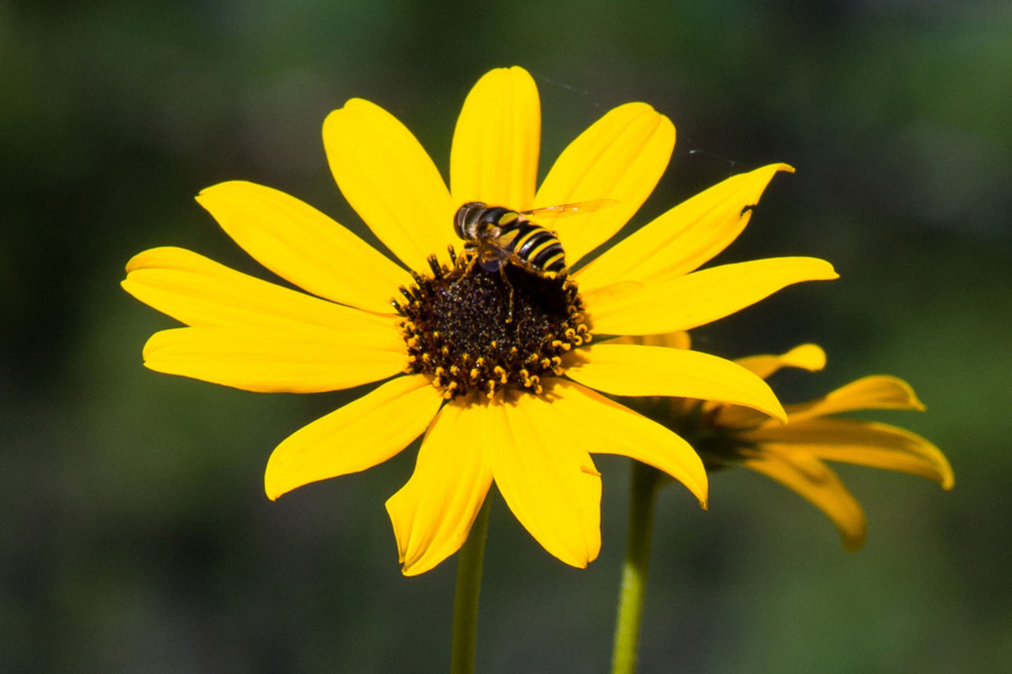 200 Seeds Helianthus Angustifolius | Narrowleaf Swamp Sunflower | Bright Yellow Blooms | Pollinator Native Perennial for Wetlands & Gardens