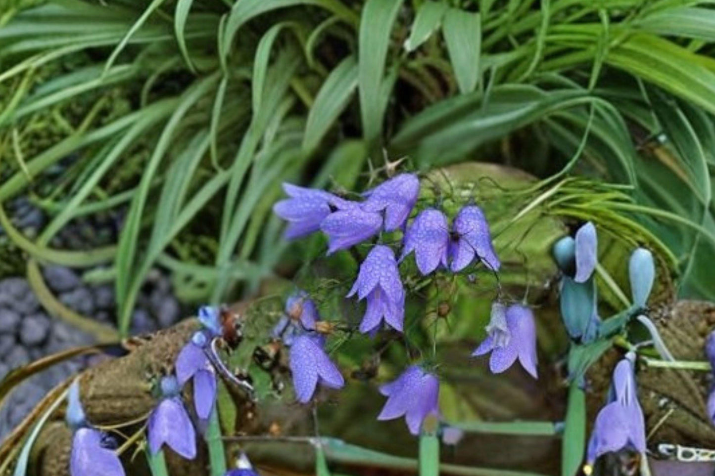 100 Seeds Campanula rotundifolia — Harebells, Delicate Native Perennial for Meadows & Rock Gardens