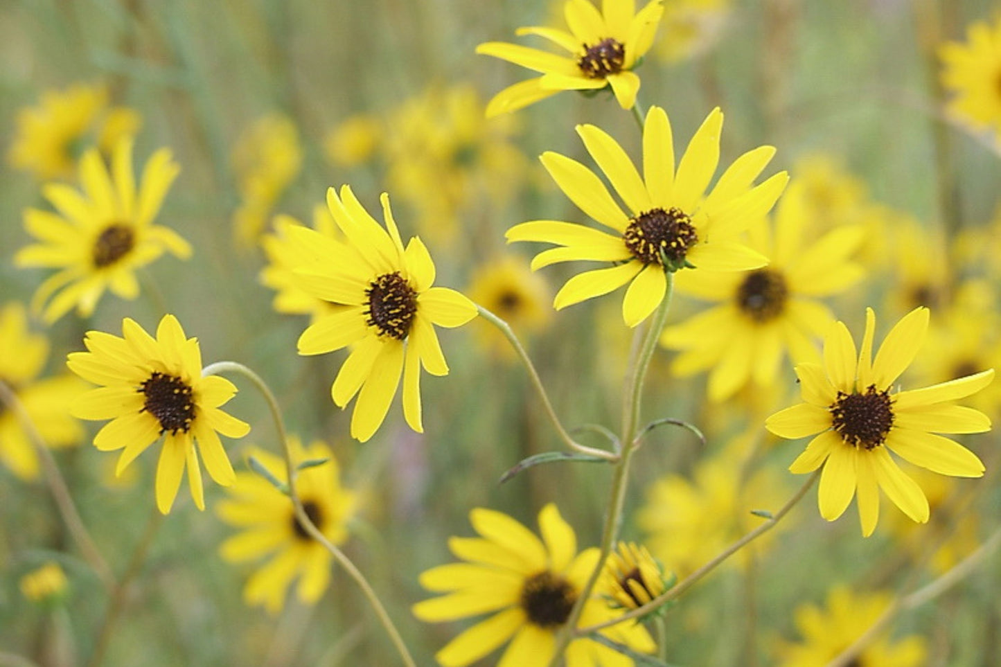 200 Seeds Helianthus Angustifolius | Narrowleaf Swamp Sunflower | Bright Yellow Blooms | Pollinator Native Perennial for Wetlands & Gardens