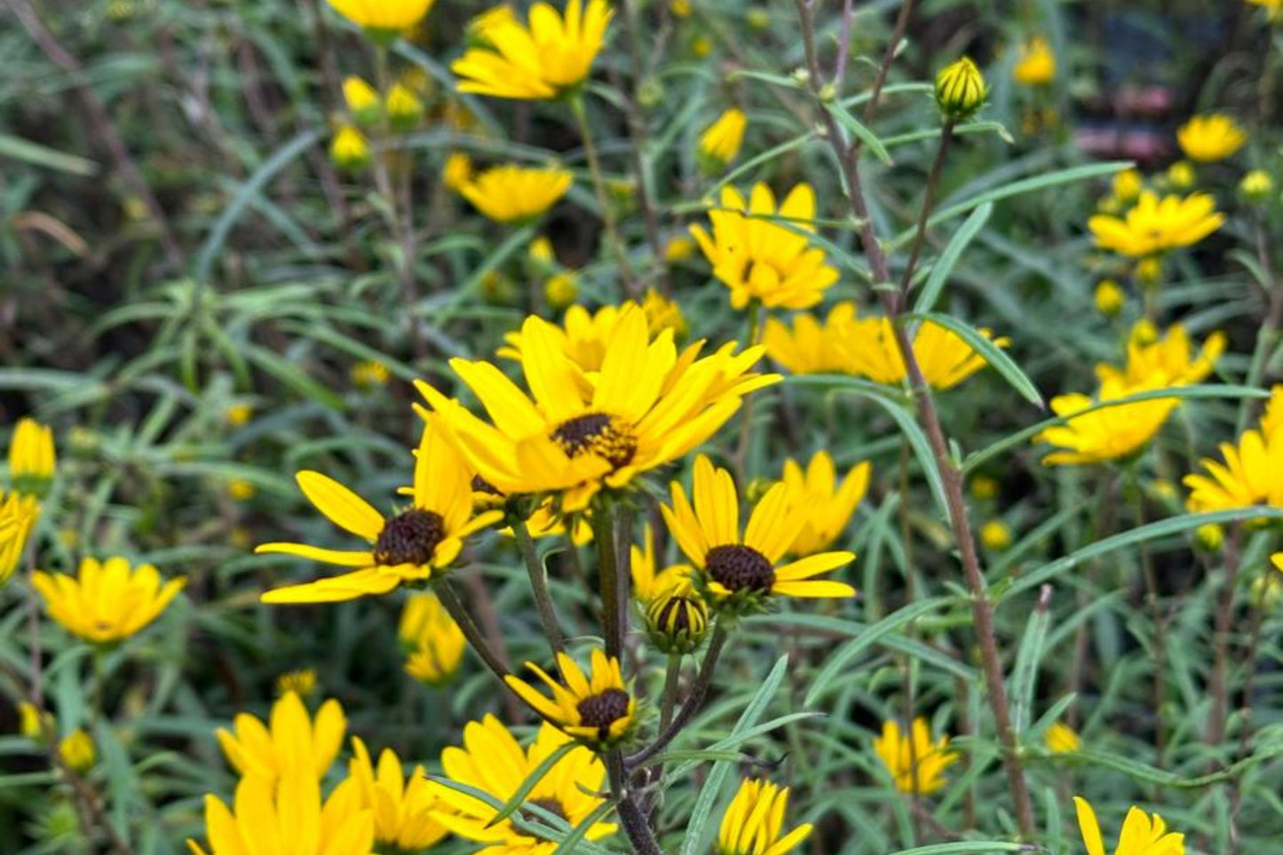 200 Seeds Helianthus Angustifolius | Narrowleaf Swamp Sunflower | Bright Yellow Blooms | Pollinator Native Perennial for Wetlands & Gardens