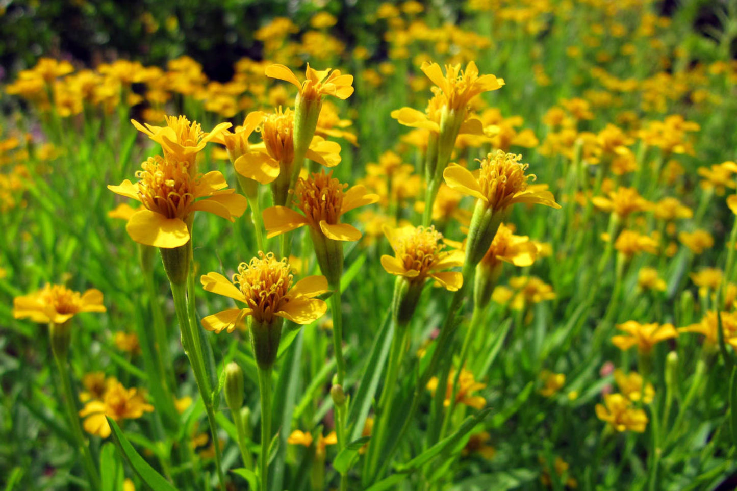 Mexican Tarragon Seeds | Licorice-Scented Herb | Culinary & Ornamental | Non-GMO | | Heat-Tolerant