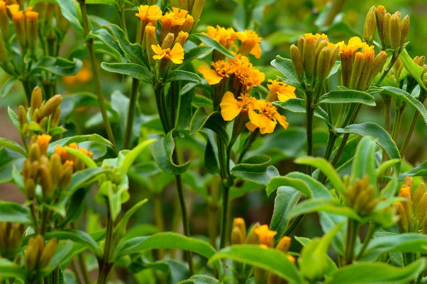 Mexican Tarragon Seeds | Licorice-Scented Herb | Culinary & Ornamental | Non-GMO | | Heat-Tolerant