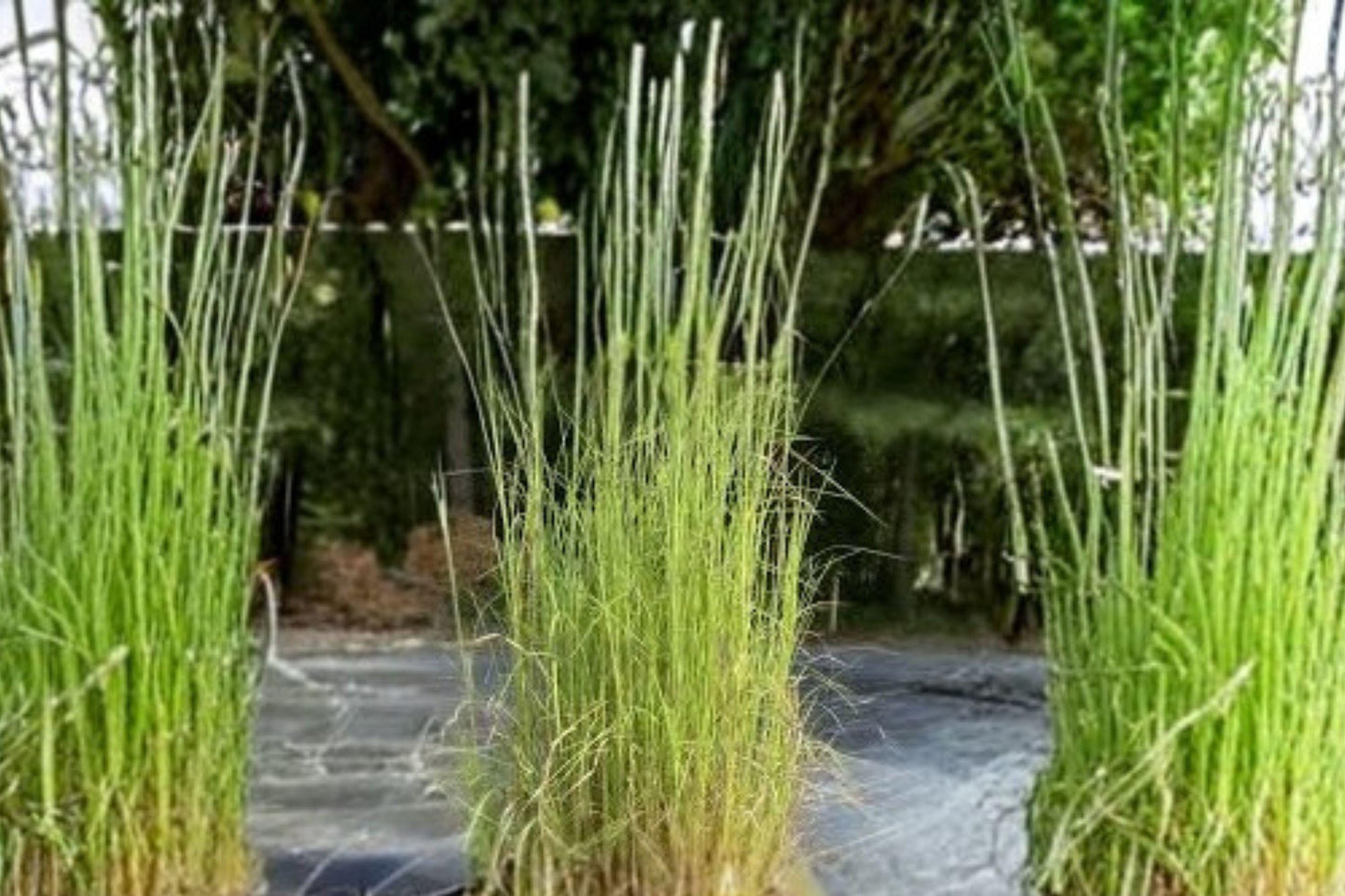 100 Broomsedge Seeds – Andropogon virginicus – Native Prairie Grass