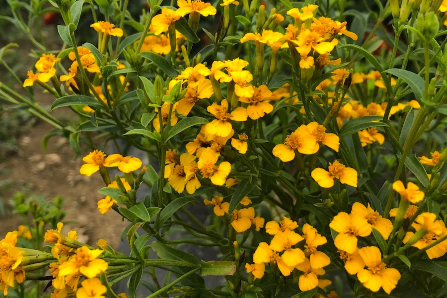 Mexican Tarragon Seeds | Licorice-Scented Herb | Culinary & Ornamental | Non-GMO | | Heat-Tolerant