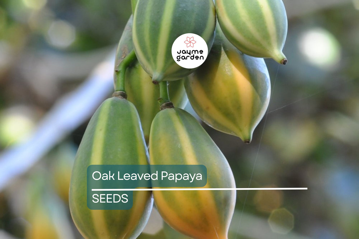 Oak Leaved Papaya Seeds - 25+ Tropical Fruit Seeds, Fast Shipping, Unique Lobed Foliage, Container or Garden Growing