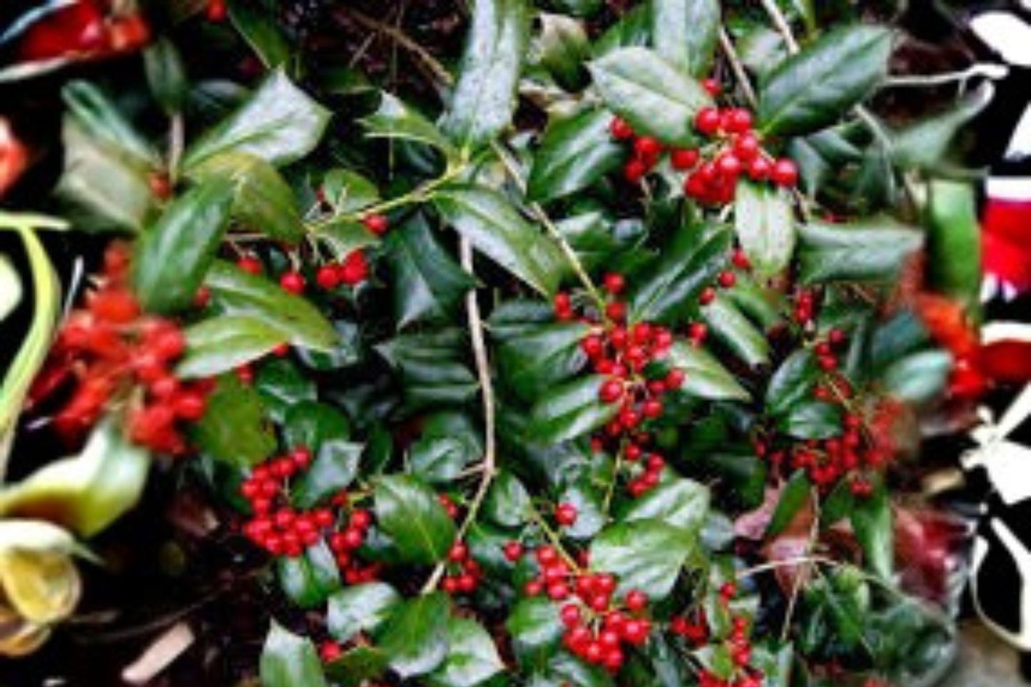 Chinese Holly Seeds: Red Berry Evergreen Shrub, Ornamental Hedge (500 mg)