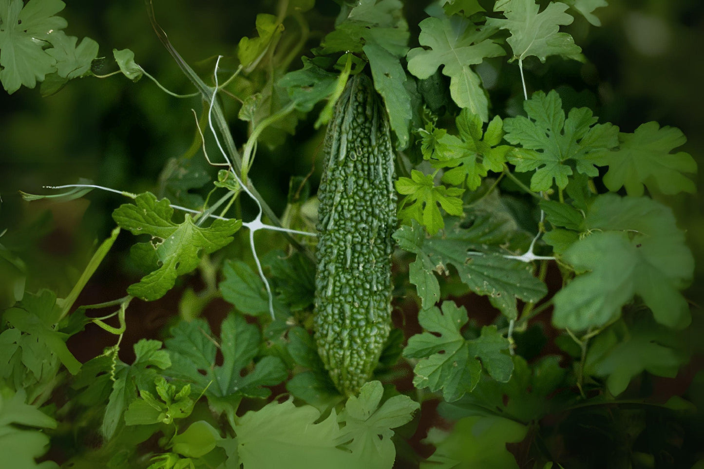 5 Bitter Melon Dark Jade Hybrid Seeds - Asian Gourd for Home Gardens