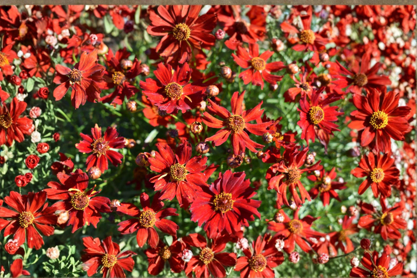 100mg Dwarf Red Coreopsis Seeds: Easy Annual Wildflower