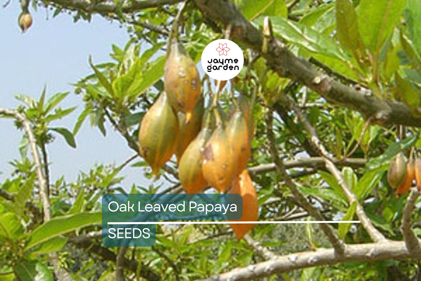 Oak Leaved Papaya Seeds - 25+ Tropical Fruit Seeds, Fast Shipping, Unique Lobed Foliage, Container or Garden Growing