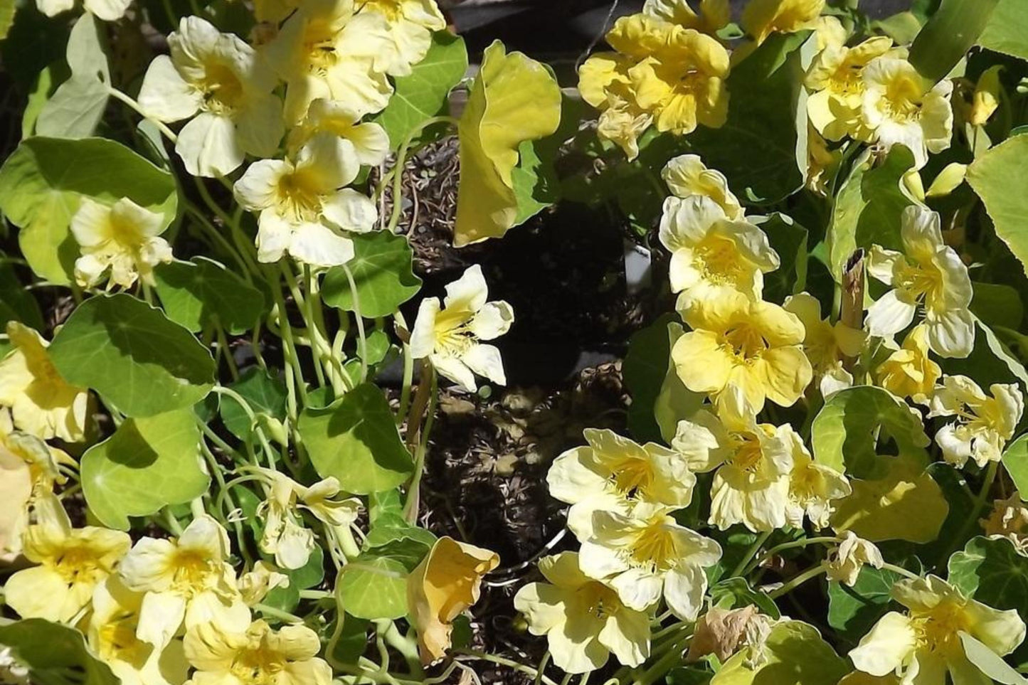 Moonlight Nasturtium Seeds | Creamy Yellow Blooms | Trailing Vines | Edible Flowers | | Heirloom