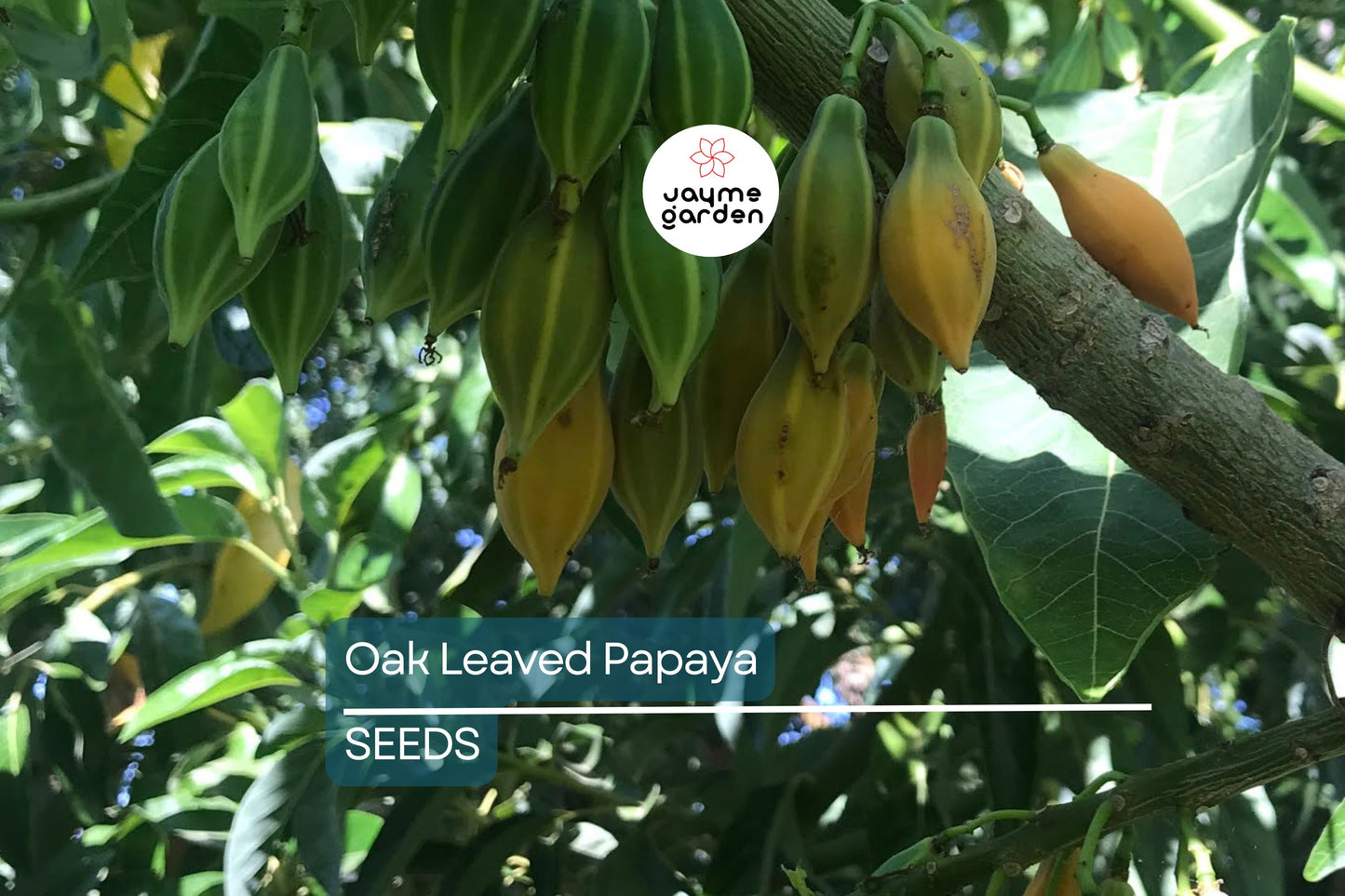 Oak Leaved Papaya Seeds - 25+ Tropical Fruit Seeds, Fast Shipping, Unique Lobed Foliage, Container or Garden Growing