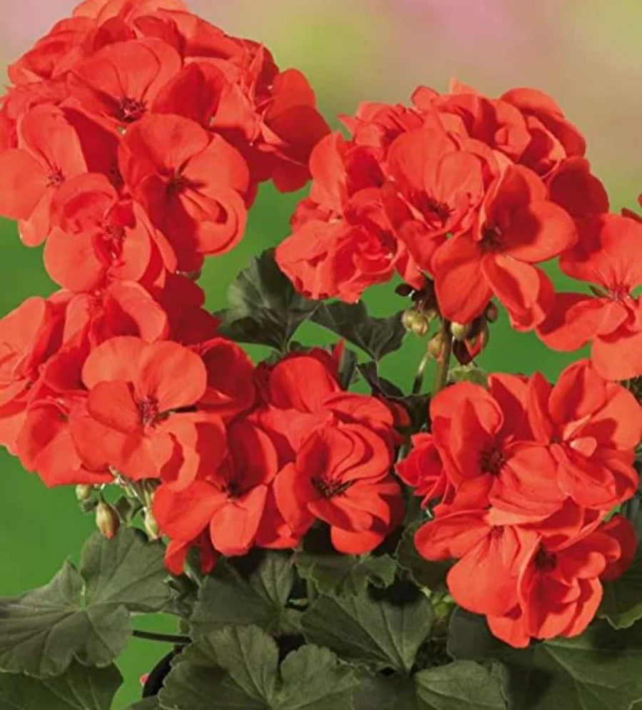 5 Orange Red Pelargonium Zonal Geranium Cuttings | 6" Fresh Live Plants | Scented Garden Flowers | Easy to Grow Starter Stems