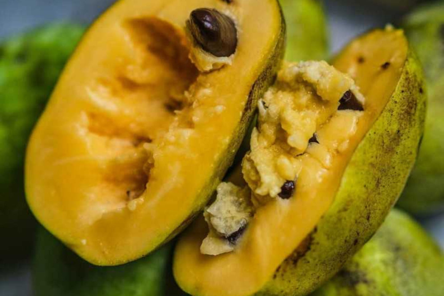 5 Paw Paw Tree Seeds (Asimina Triloba) | Fresh Stratified Indiana Banana Seeds | Ready to Plant | Unique Fruit & Purple Blossoms