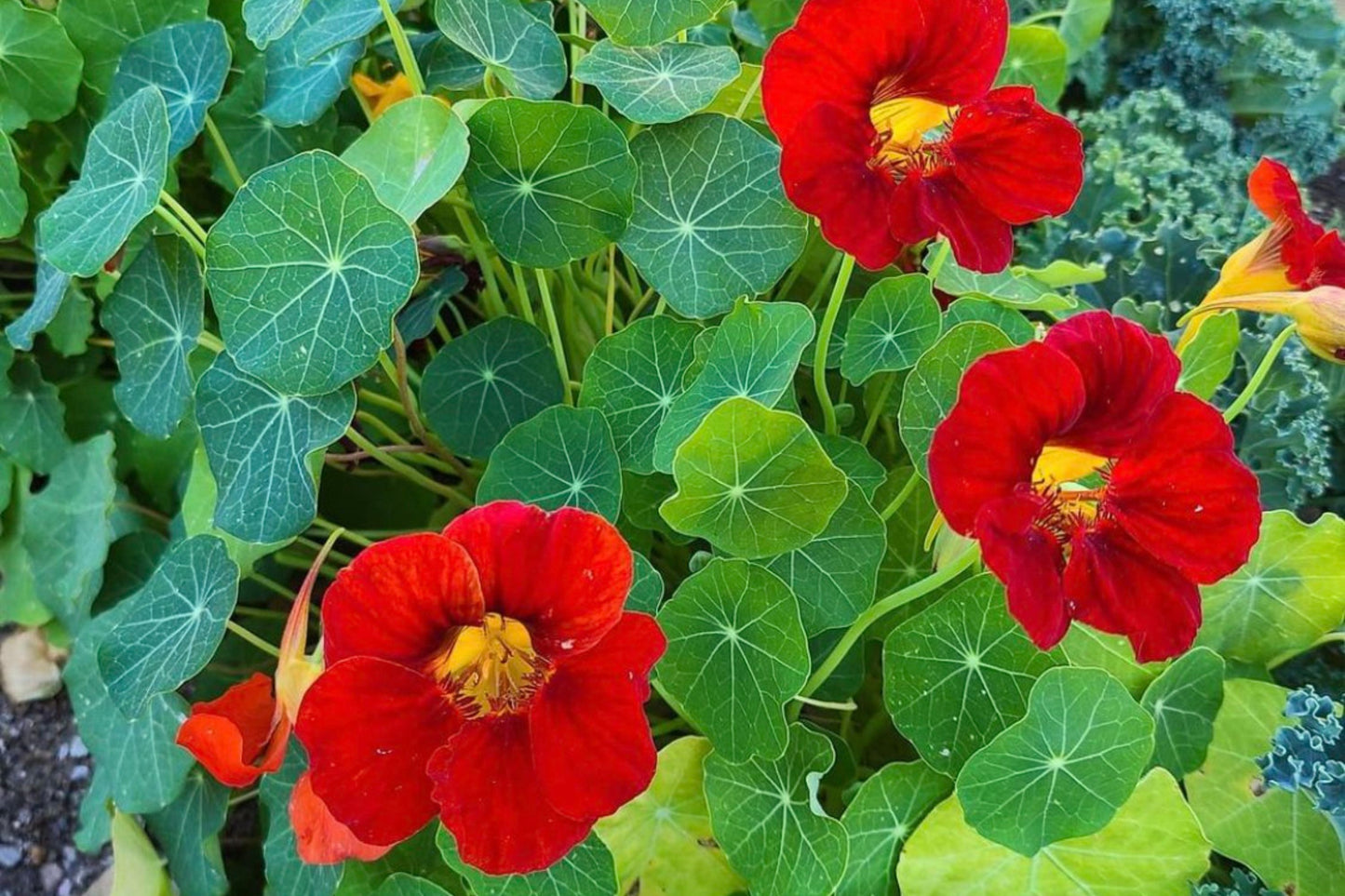 Empress Of India Nasturtium Seeds | Crimson Blooms | Edible Flowers | Non-GMO | | Compact & Fragrant