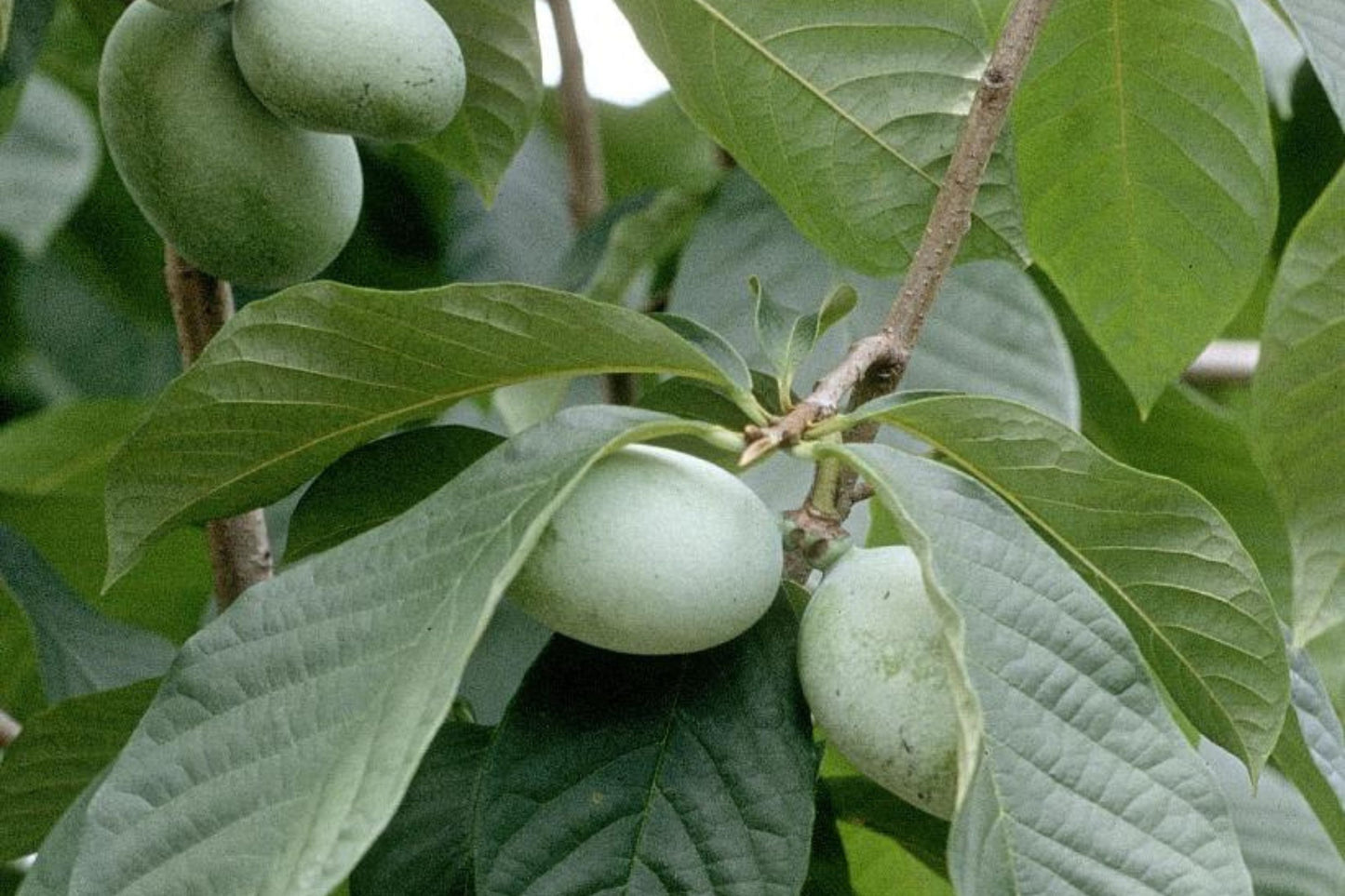 5 Paw Paw Tree Seeds (Asimina Triloba) | Fresh Stratified Indiana Banana Seeds | Ready to Plant | Unique Fruit & Purple Blossoms