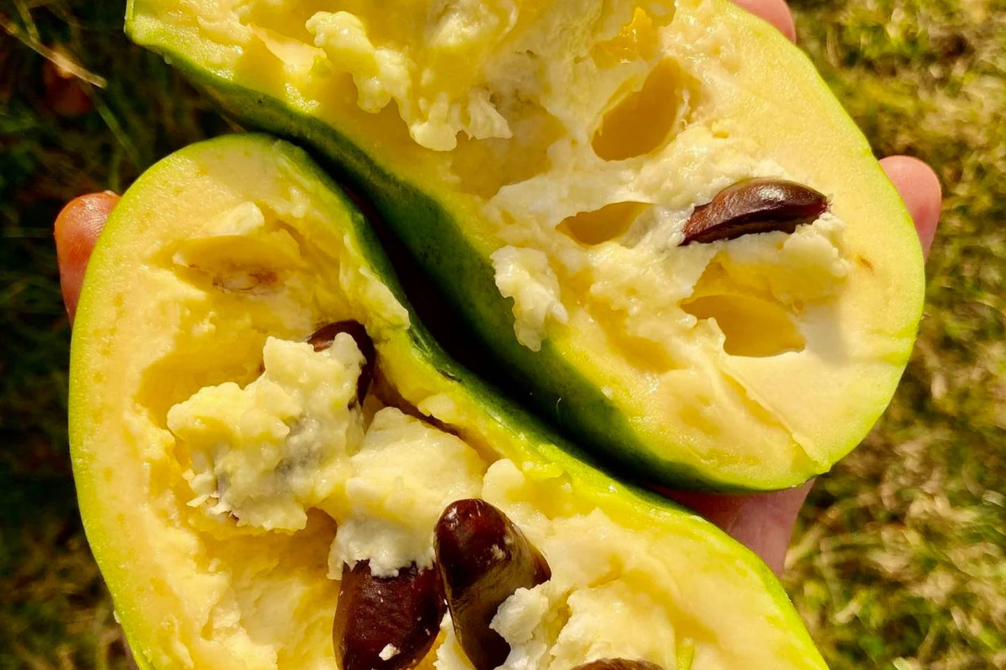 5 Paw Paw Tree Seeds (Asimina Triloba) | Fresh Stratified Indiana Banana Seeds | Ready to Plant | Unique Fruit & Purple Blossoms