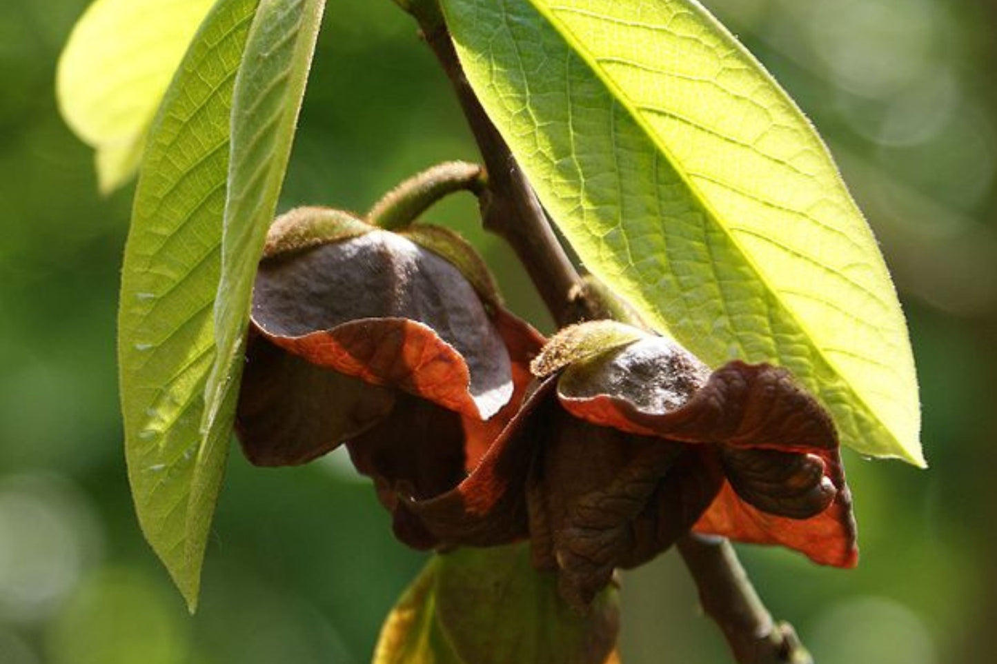 5 Paw Paw Tree Seeds (Asimina Triloba) | Fresh Stratified Indiana Banana Seeds | Ready to Plant | Unique Fruit & Purple Blossoms