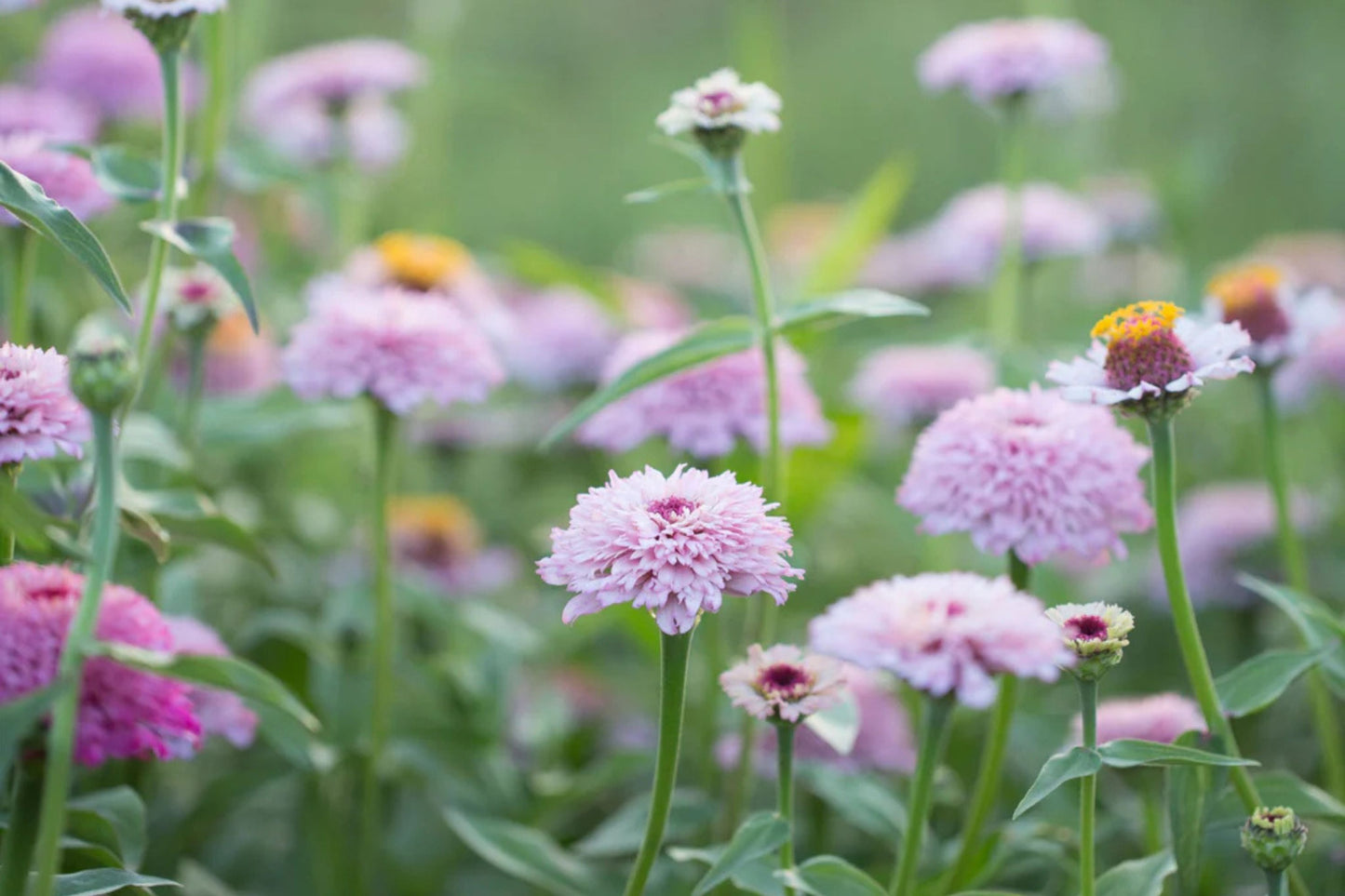Zinderella Lilac Zinnia Seeds - 100+ Double Bloom Seeds - USA Grown - - Cut Flower Garden - Butterfly Magnet - Easy Grow