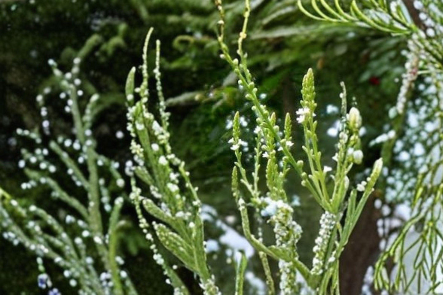 100 White Vervain Seeds โ Verbena urticifolia โ Native Woodland Wildflower โ Pollinator Plant