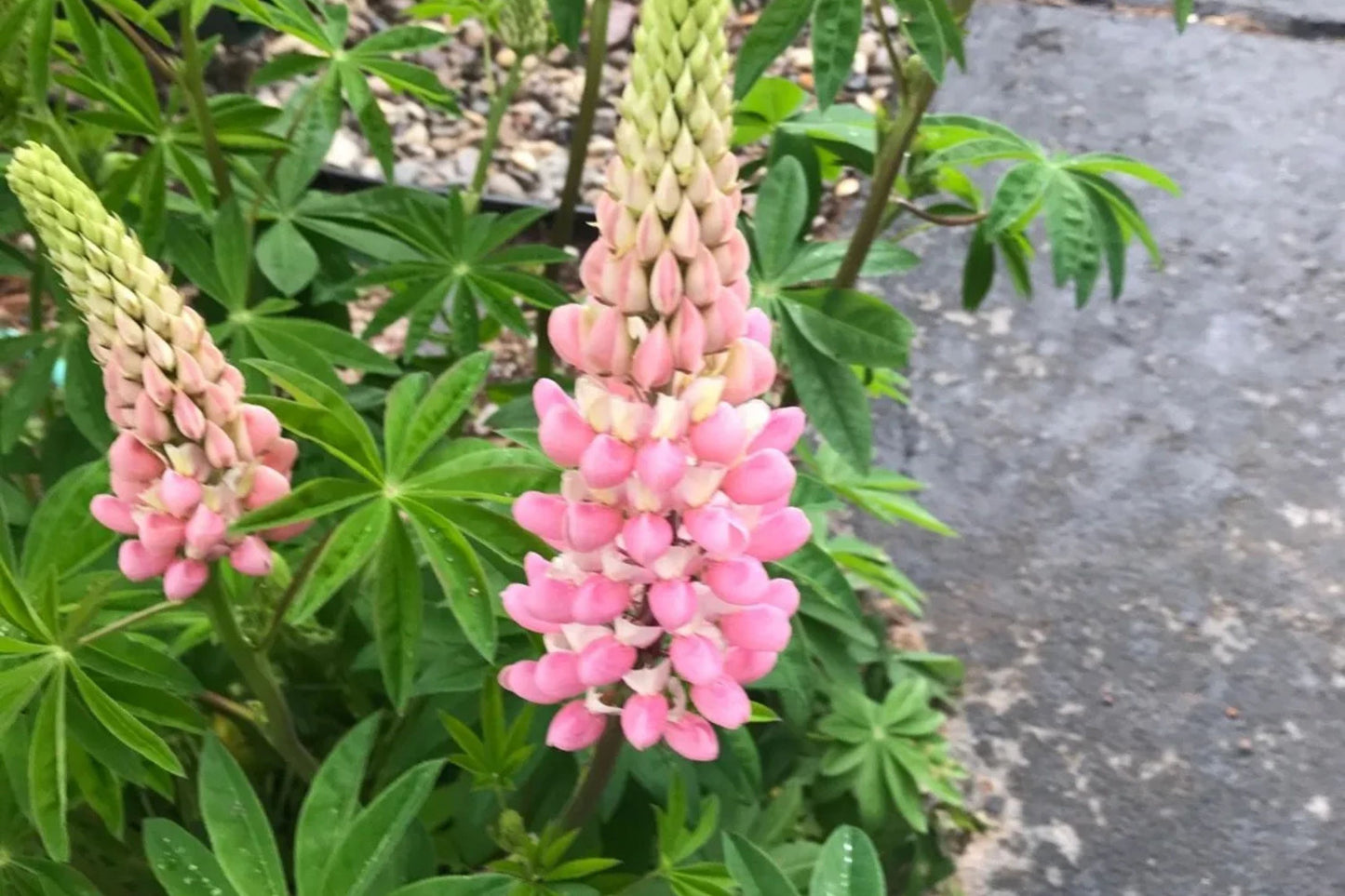Chatelaine Lupine Seeds | Rosy Pink & White Flowers | Attracts Hummingbirds & Butterflies | Non-GMO | | Perennial