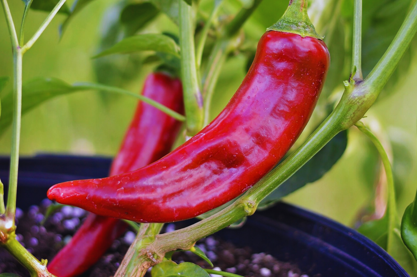 Kung Pao Pepper Seeds | Red Chili Pepper & Guajillo Pepper Seeds | Non-GMO | Capsicum annuum