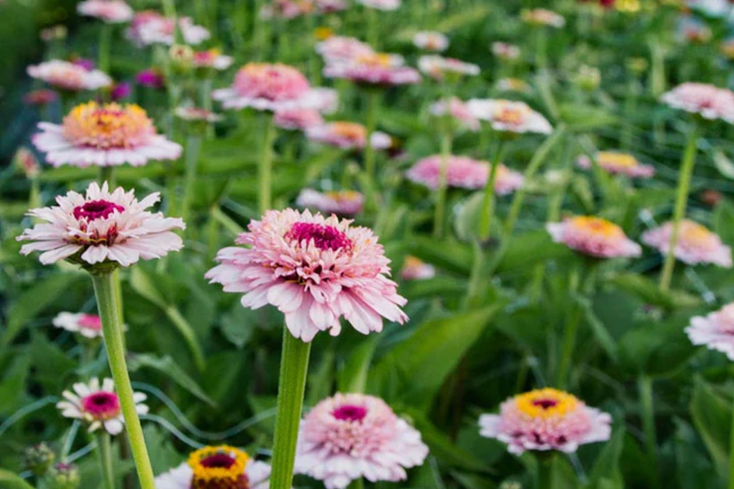 Zinderella Lilac Zinnia Seeds - 100+ Double Bloom Seeds - USA Grown - - Cut Flower Garden - Butterfly Magnet - Easy Grow