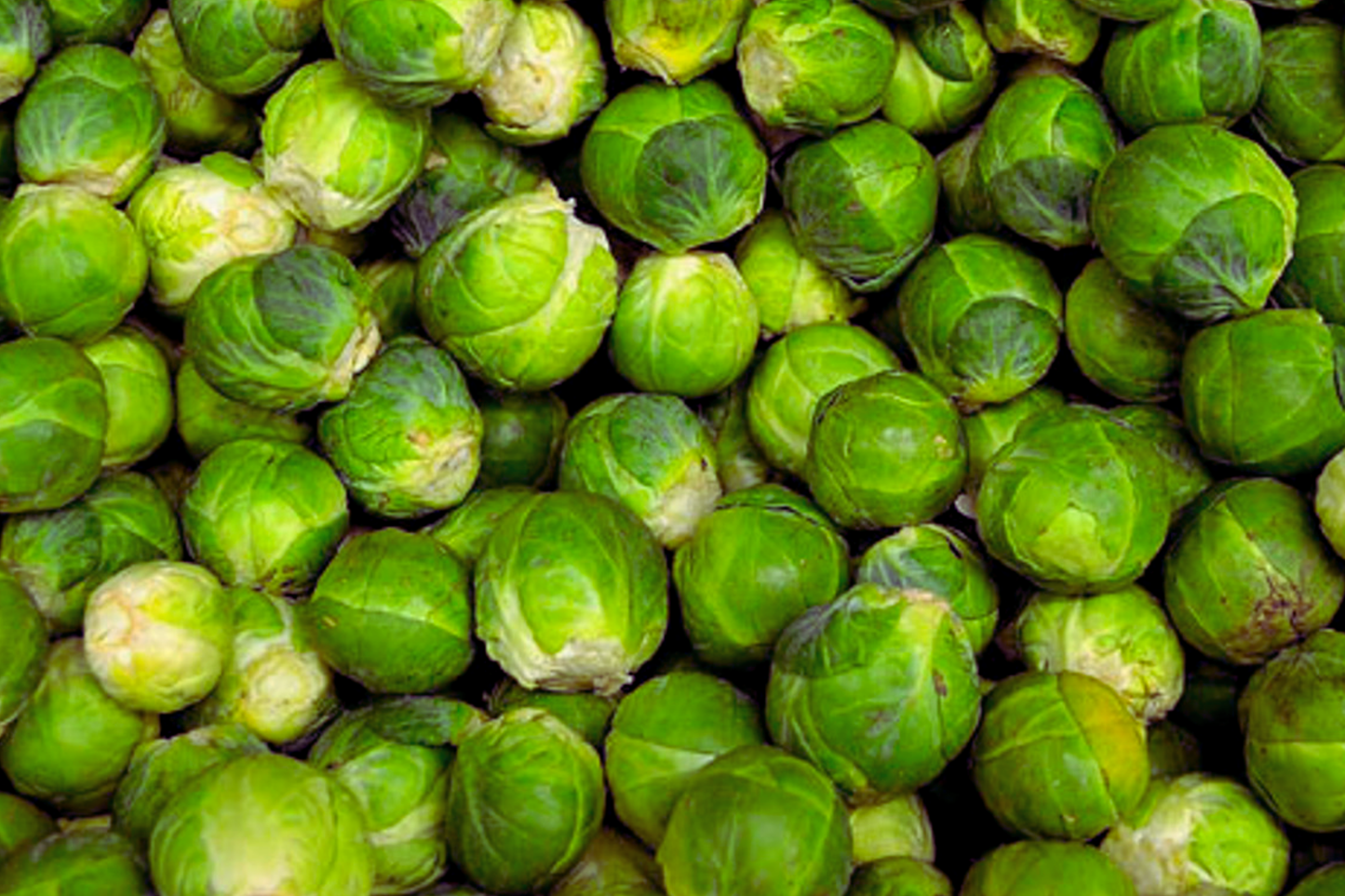 Brussels Sprouts Seeds | Long Island Improved Variety | Vegetable Seeds | Brassica oleracea