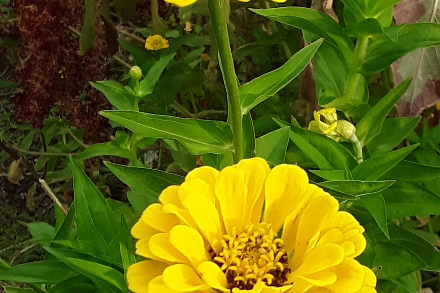 Canary Bird Zinnia Seeds | Bright Yellow Flowers | Attracts Bees & Butterflies | Non-GMO | | Easy to Grow