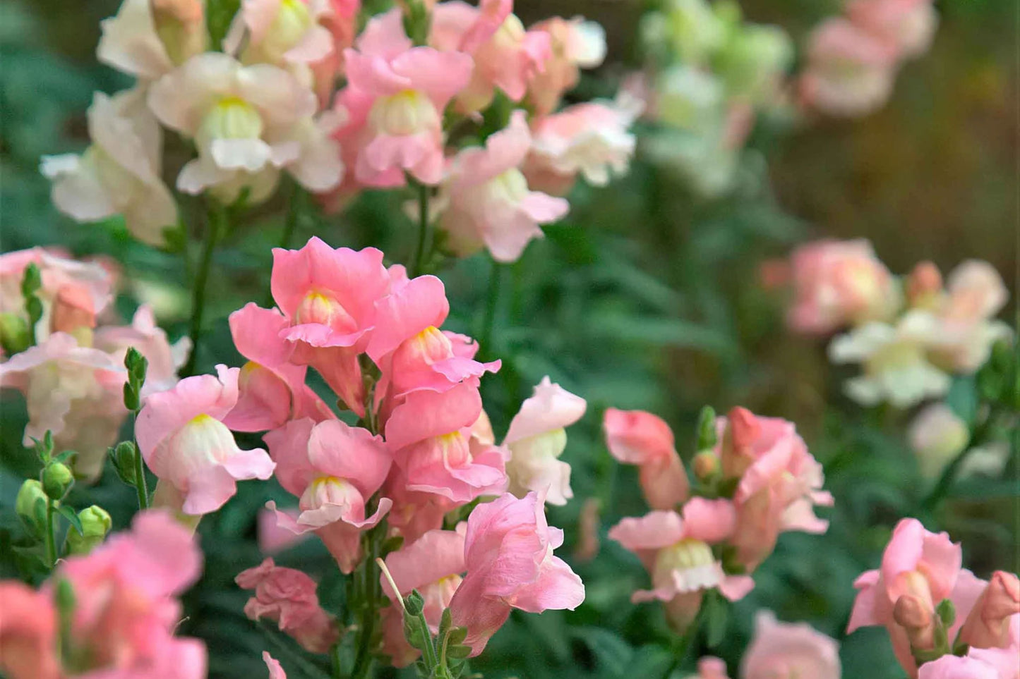 Appleblossom Snapdragon Seeds | Heirloom Non-GMO | Fragrant Blooms | Attracts Pollinators |