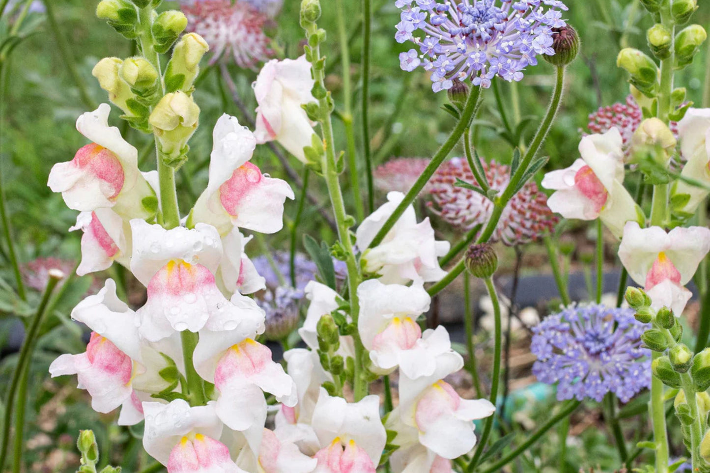 Appleblossom Snapdragon Seeds | Heirloom Non-GMO | Fragrant Blooms | Attracts Pollinators |