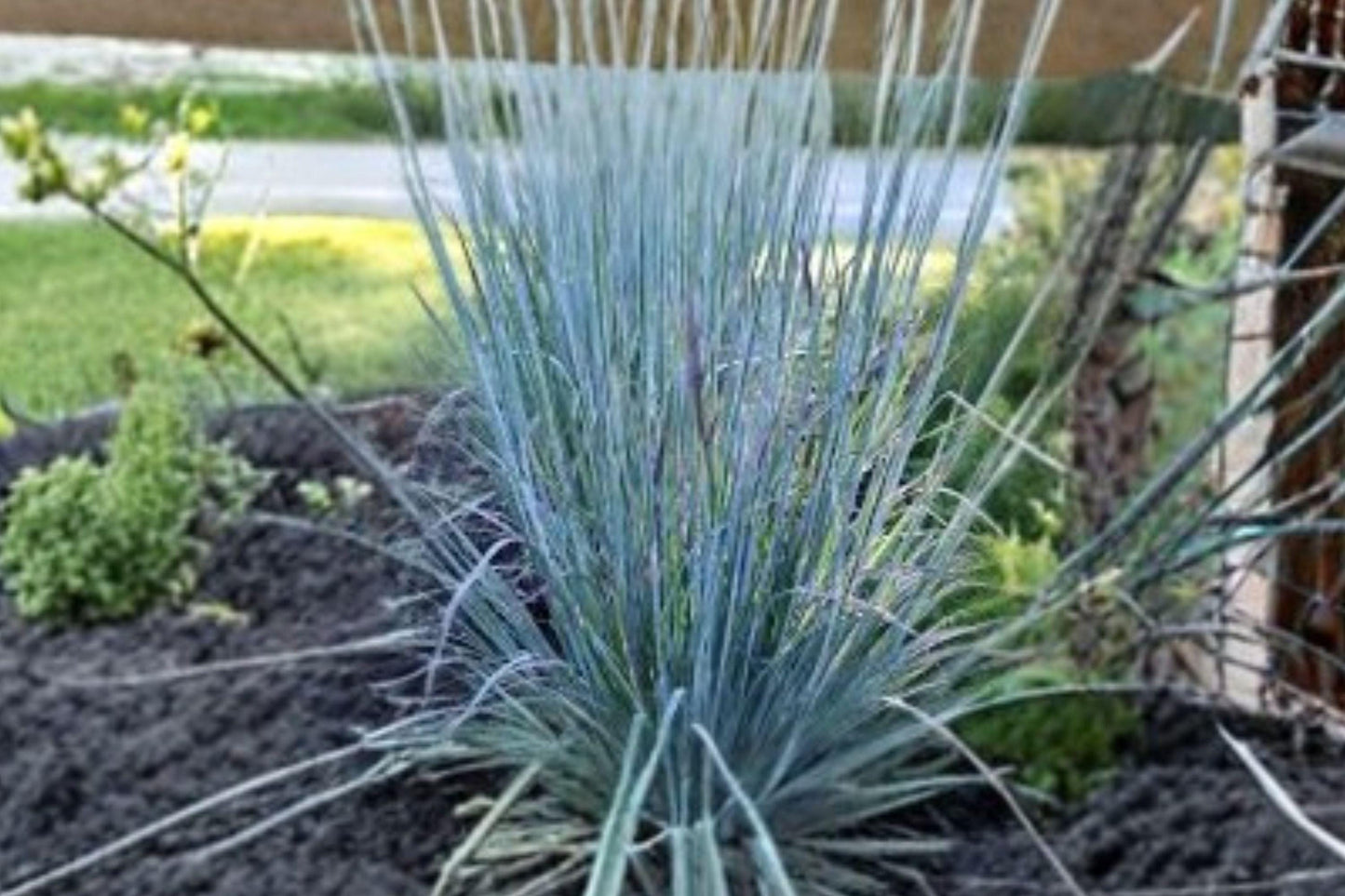 100 Little Bluestem Seeds – Schizachyrium scoparium – Native Prairie Grass