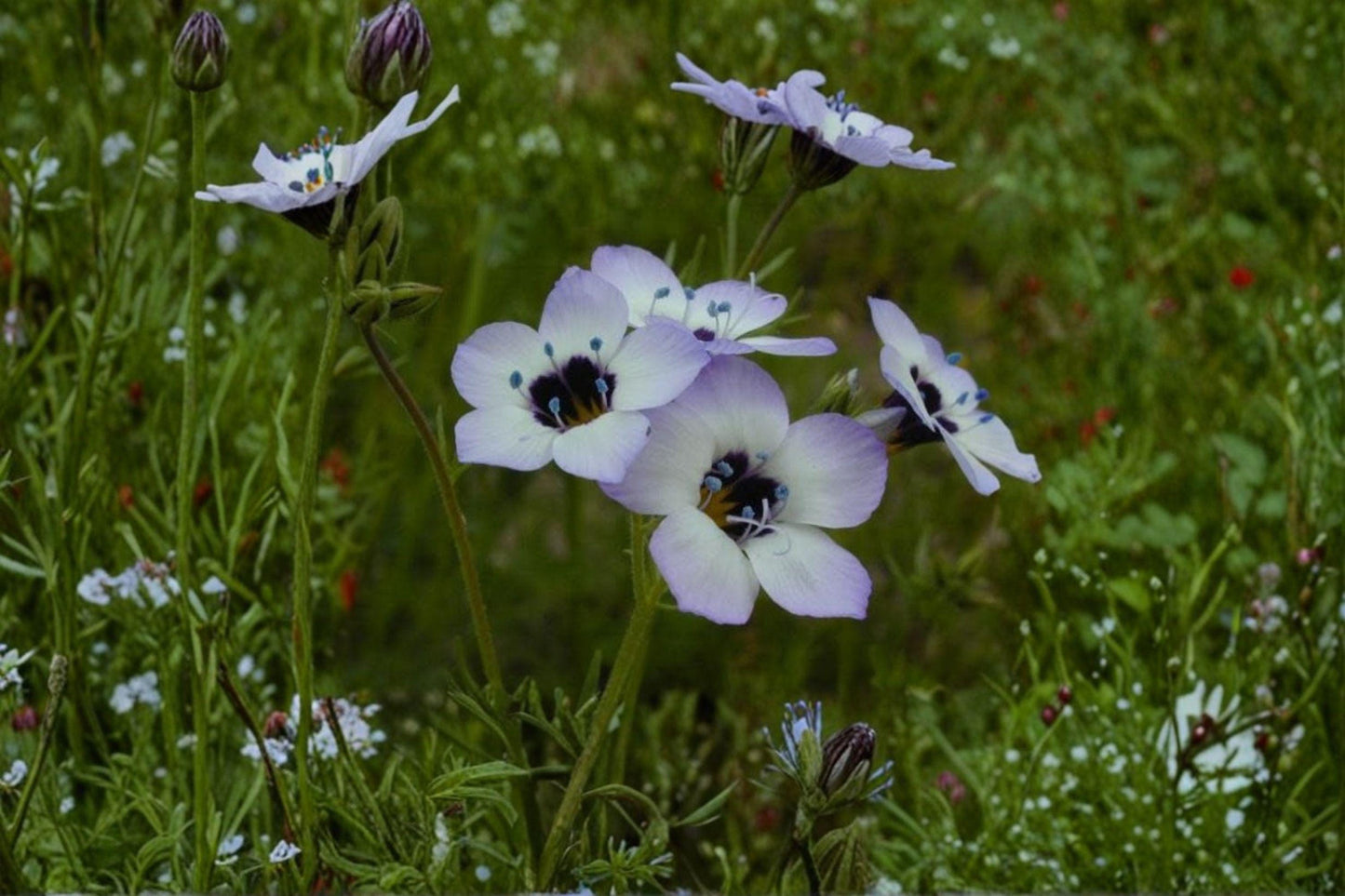 100 Birds Eyes Seeds – Gilia tricolor – California Native Wildflower – Spring Bloom