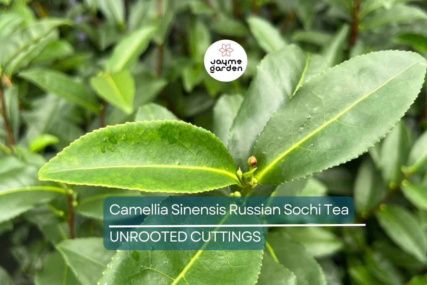 Camellia sinensis Cuttings - 6 Count - Cold Hardy Tea Plant - Zone 6b