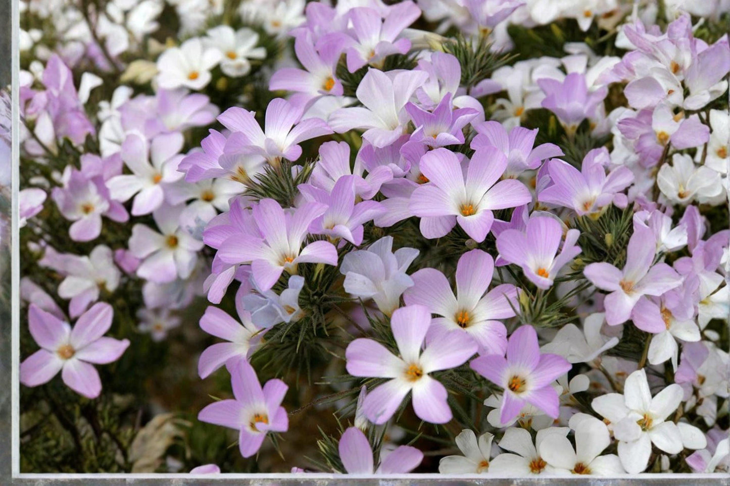 100 Mountain Phlox Seeds β Linanthus grandiflorus β Native Annual Wildflower β Rock Garden Flower