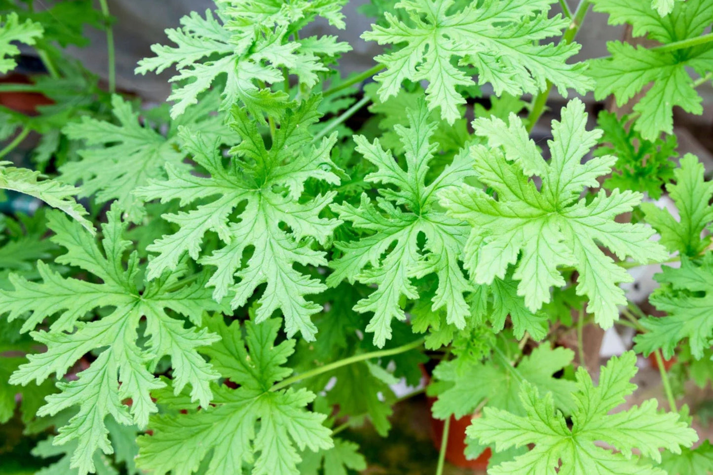 Citrosa Geranium Seeds - 25+ Mosquito Repellent Plants - USA Grown - - Fragrant Foliage - Butterfly Friendly - Easy Care