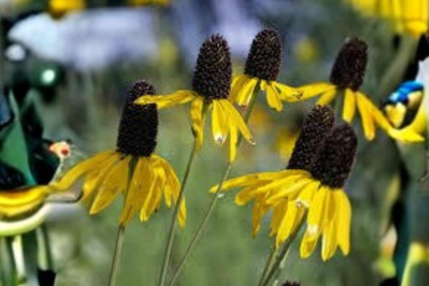 100 Seeds Dracopis amplexicaulis — Clasping Coneflower, Native Wildflower for Pollinator & Meadow Gardens