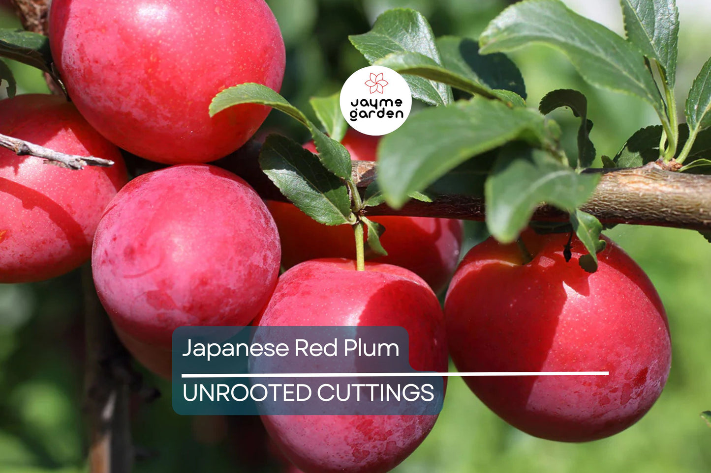 Prunus salicina Cuttings - 4 Count - Japanese Red Plum - Fruit Tree Propagation