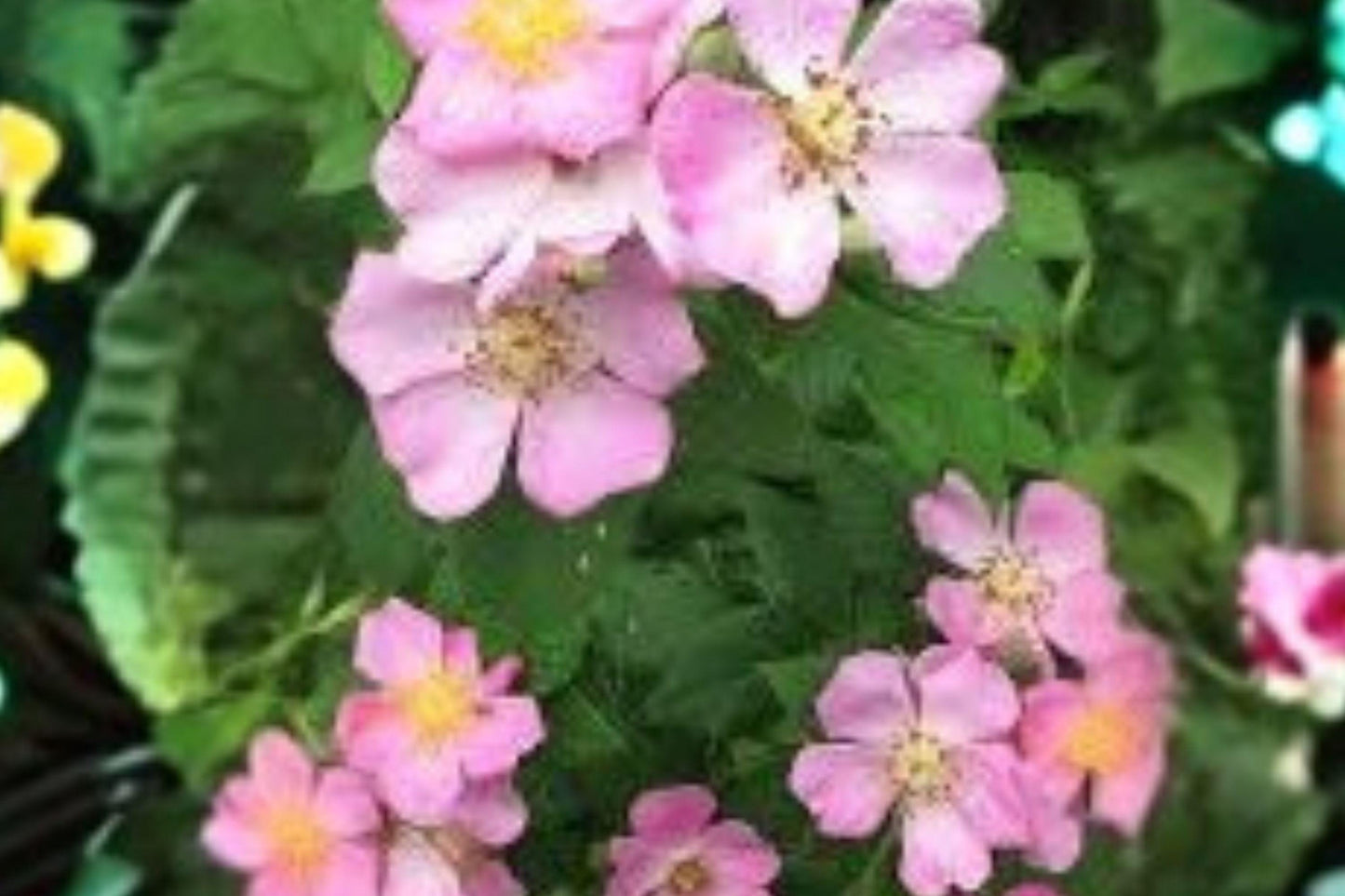 30 Seeds Rosa setigera — Illinois Rose, Native Climbing Wild Rose for Naturalized Landscapes