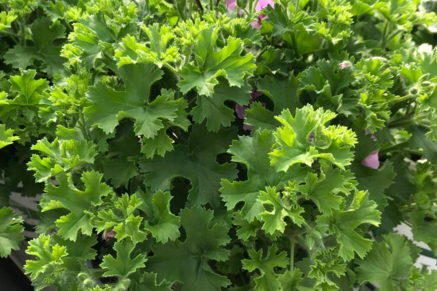 Citrosa Geranium Seeds - 25+ Mosquito Repellent Plants - USA Grown - - Fragrant Foliage - Butterfly Friendly - Easy Care
