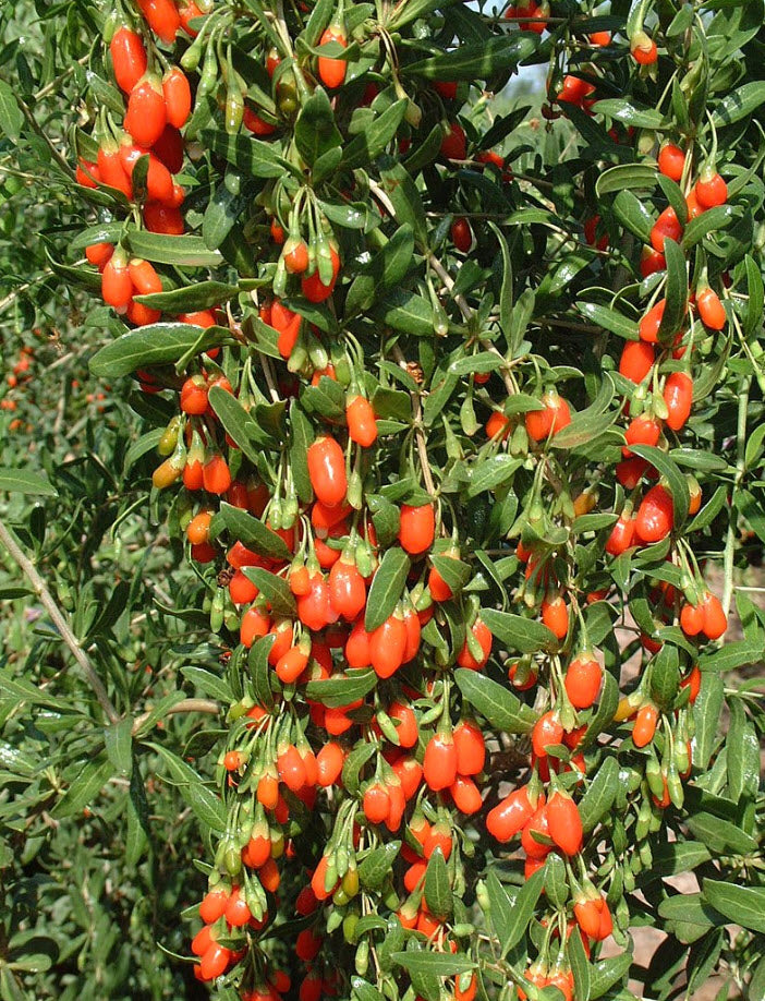 Live Goji Berry Plant – Lycium barbarum in 6” Pot, Mature Starter, Sup ...