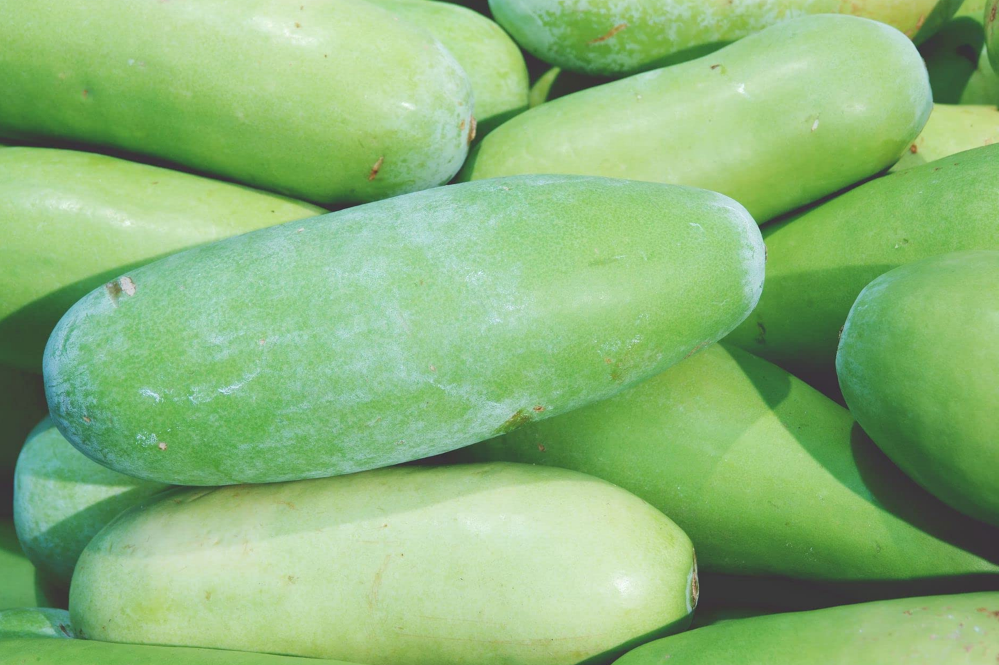 Black Skin Winter Melon Seeds | Non-GMO | Black-Skinned Variety | Benincasa hispida