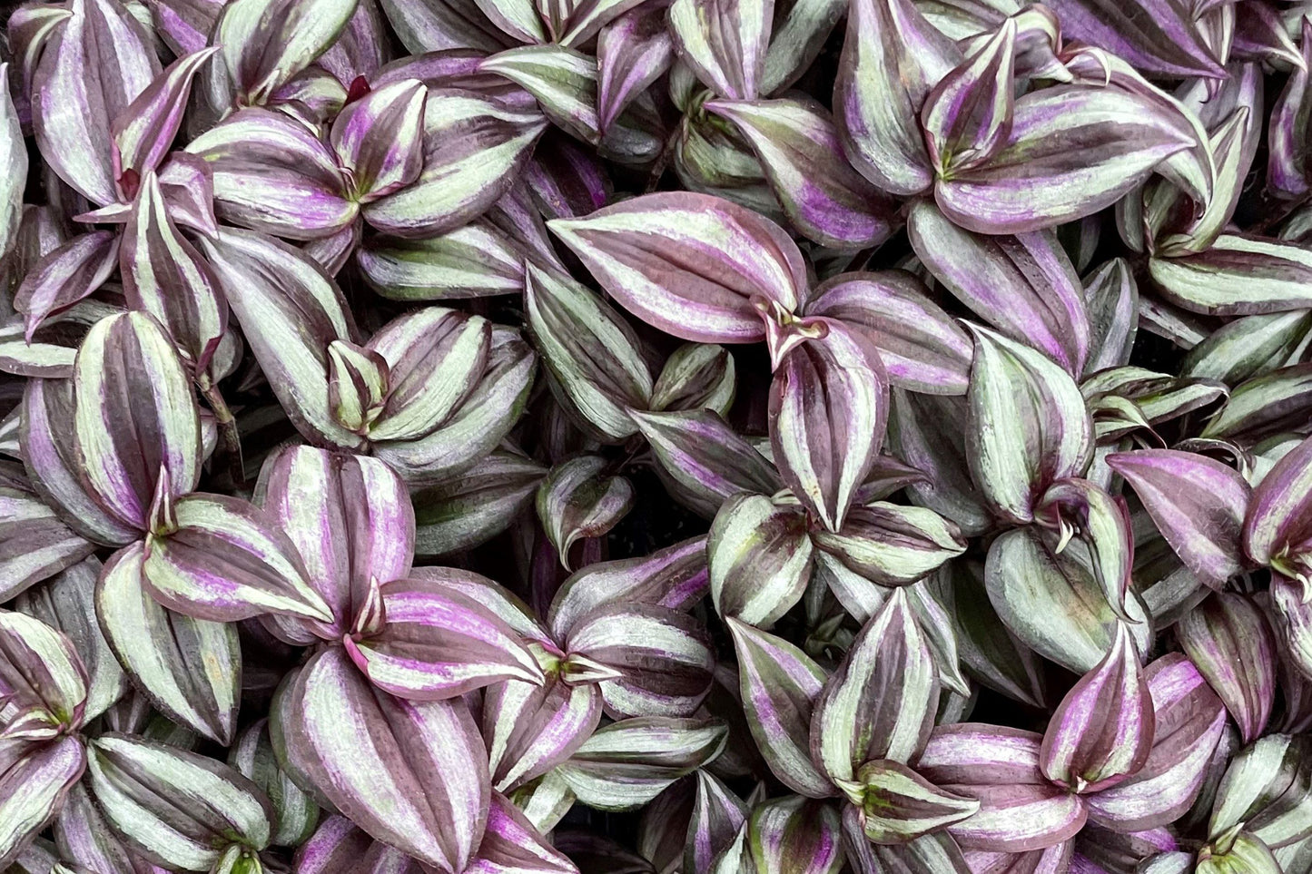 Tradescantia Zebrina Cuttings - 5 Pack - Wandering Jew Plant - Purple Spiderwort - Easy Care Houseplant - Fast Rooting