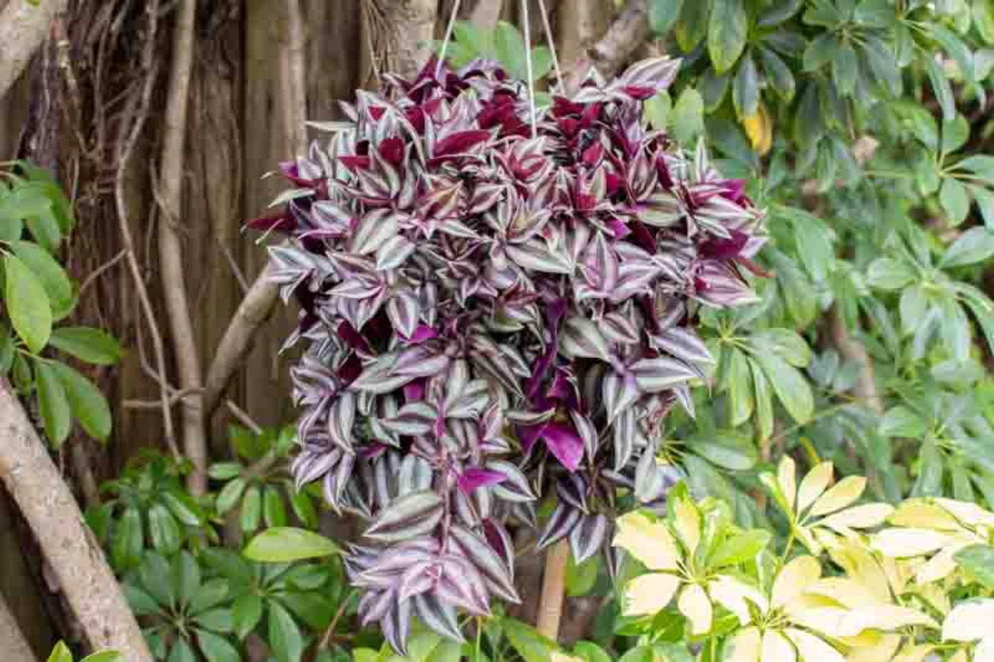 Tradescantia Zebrina Cuttings - 5 Pack - Wandering Jew Plant - Purple Spiderwort - Easy Care Houseplant - Fast Rooting