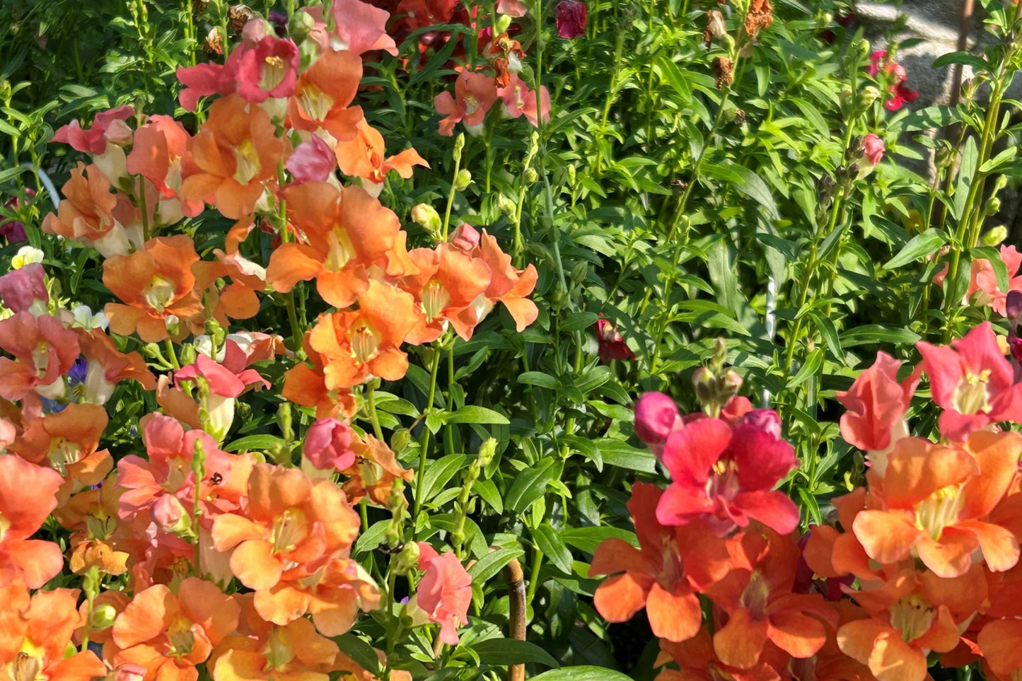 Chantilly Mix Snapdragon Seeds - 1000+ Seeds - Tall Cottage Flowers - USA Grown - - Cut Flower Garden - Pollinator Friendly