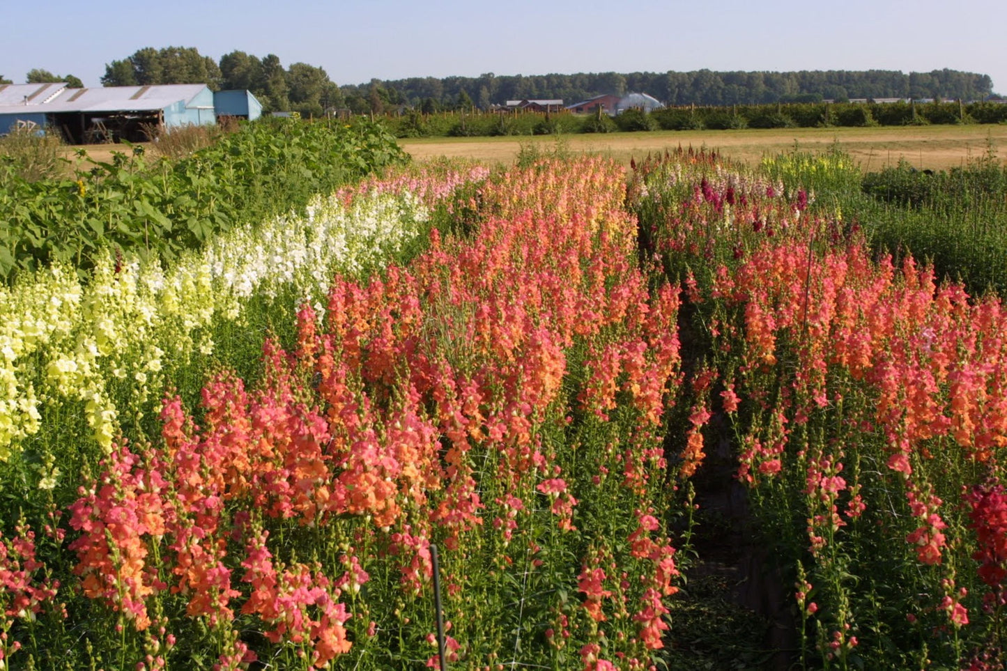 Chantilly Mix Snapdragon Seeds - 1000+ Seeds - Tall Cottage Flowers - USA Grown - - Cut Flower Garden - Pollinator Friendly