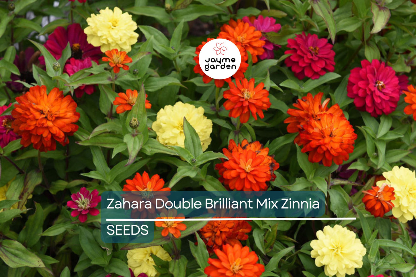 Zahara Double Brilliant Mix Zinnia Seeds – 100+ Hybrid Flower Seeds, , Disease-Resistant, Pollinator & Cut Flower Garden
